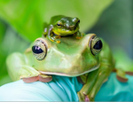 Frog family:)