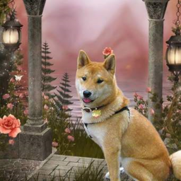 Official Shiba Tribe Hangout