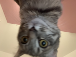 Da Cat Squad Offical