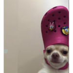 Dog and cat…………………………………………………………………………………………………..