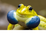 Pepes only