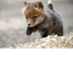 Team Baby fox forever