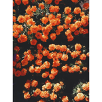 -*Willow Woodland*-