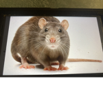 Rat kings hockey