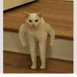 meme cat world  hangout