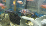 FISH KIDS GROUP