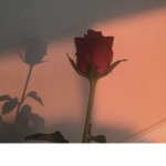 ~Rosa Famille~