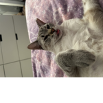 Ariellie