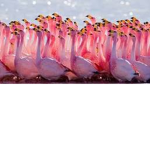 Flamingo fans who subscribe to flamingo.