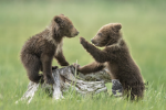 cute funny kids