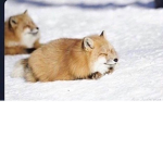 Fox friendship