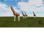 Giraffes unite