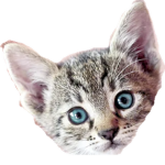 Catmanspencer's Group