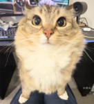 貓貓隻窩:)