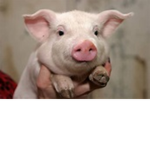 The piggy pros