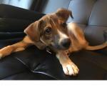 Is it my dog so cute