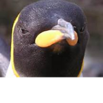 The Penguin Lords