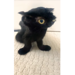Your_mom121