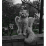 Linsy.sz
