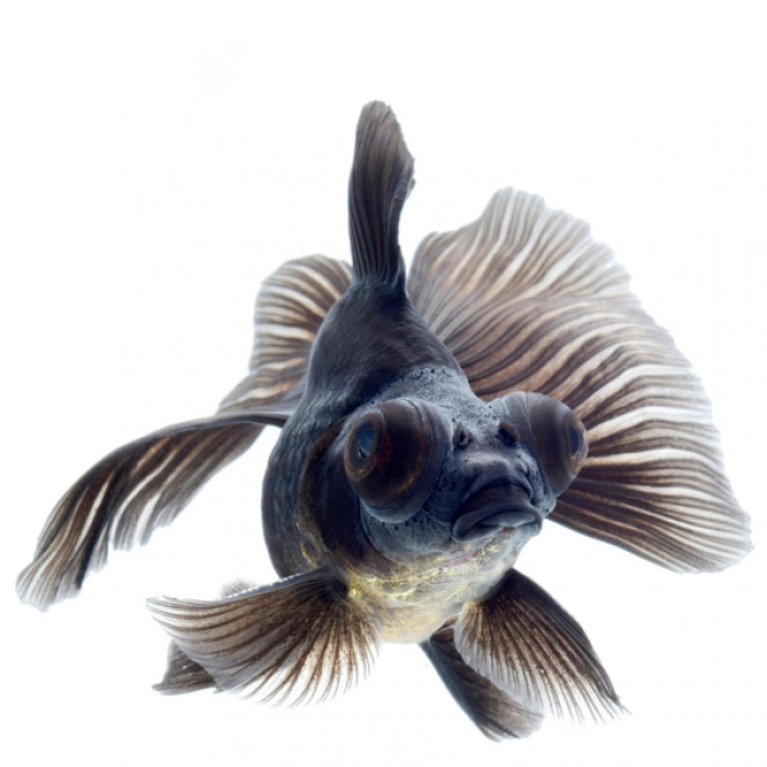 Black Moon fish Roblox decal