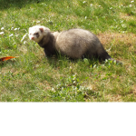 Ferrets are CRAZY