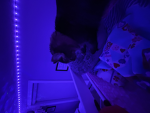 luvxkitty