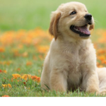 Dogs for_ever