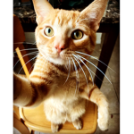 Simba The Cats Crib