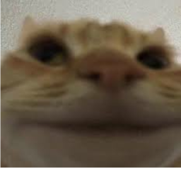 CAT OBBY