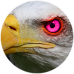 Eagle Eye
