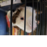 Hamsters are awesome!!