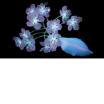 Bellabev12