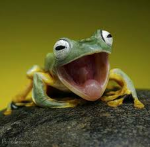 Frog skin is weird