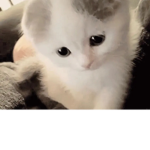 Fizzy’s シ