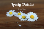 Lovely Daisies :)