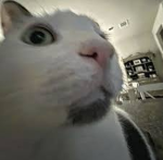 Suziethesheep