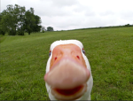 Crowned Geese