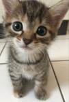 Kitty club <3+.-