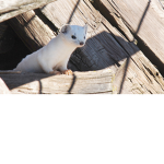 The Feisty Weasels