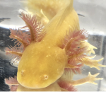 Axolotl :D