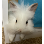 You. Likes bunnies