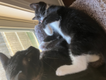 Non-animal abusers