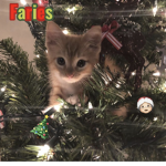 Simplyyfaiiry