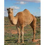 CamelRiders