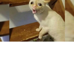 pobre gatito casi muere