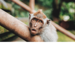 the monke boys