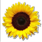 <3 Sunflower store <3