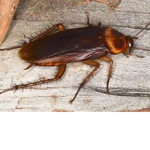 The Roaches Of Society