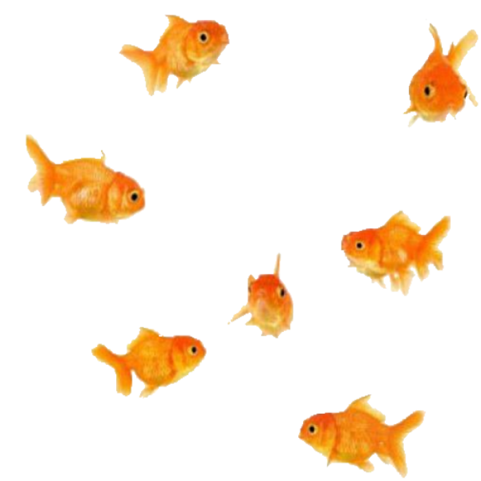 Gold fishes Roblox decal