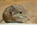 Savage Shrew Squad